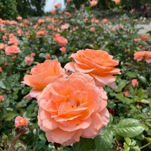 Meet your Posher, Joanna